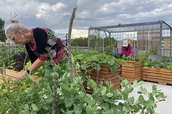 højbede med spiselige planter
